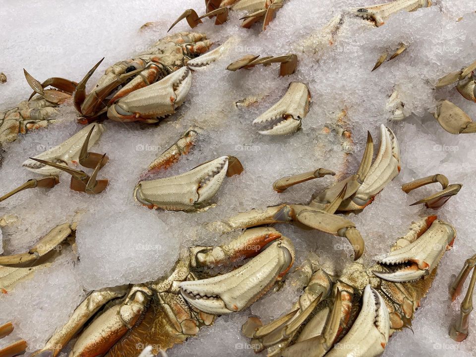 Frozen big crabs on the ice 