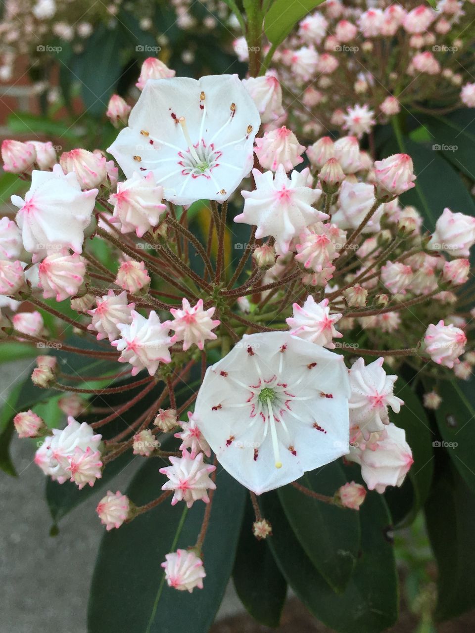 White mountain laurel