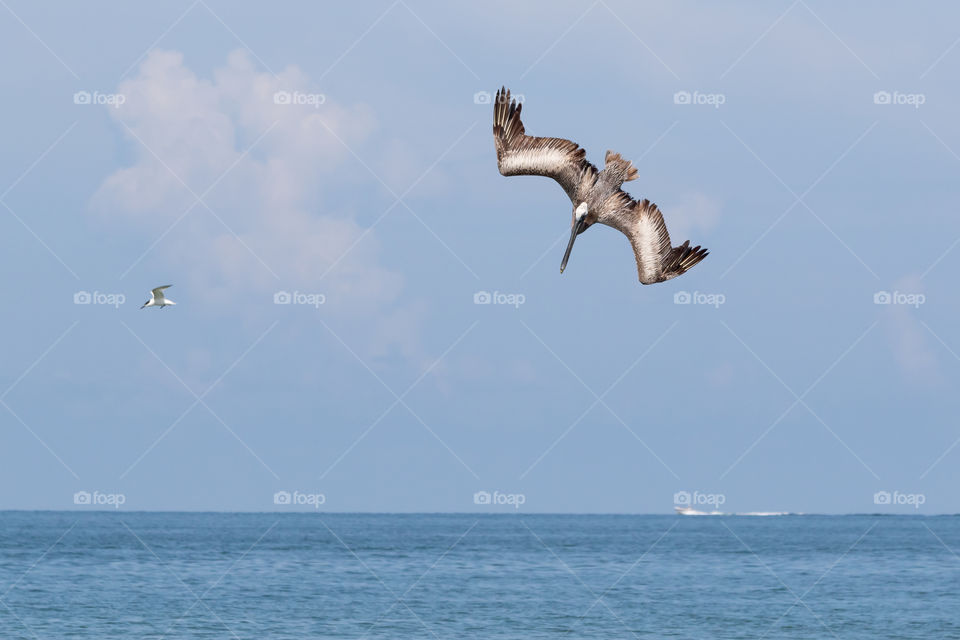 Pelican bird diving for fish in the ocean 