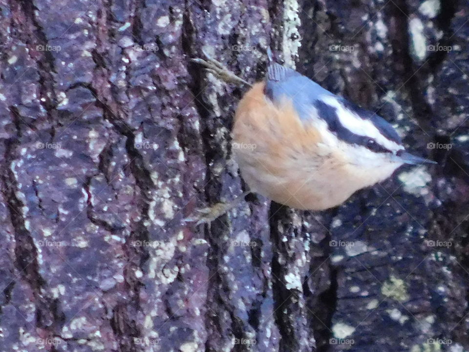 nuthatch with it normal obnoxious attitude