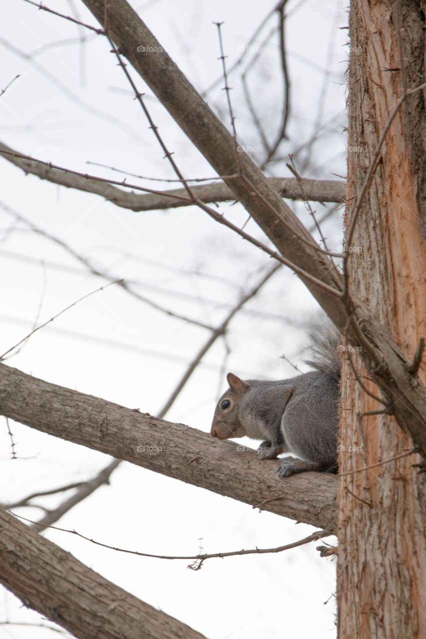 Squirrel in a tree. Little squirrel in a tree searching for nuts and other food