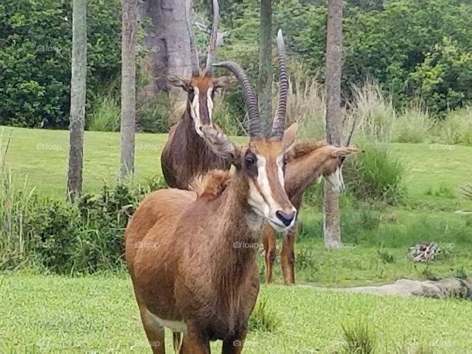 Mammal, Grass, Nature, Animal, Wildlife