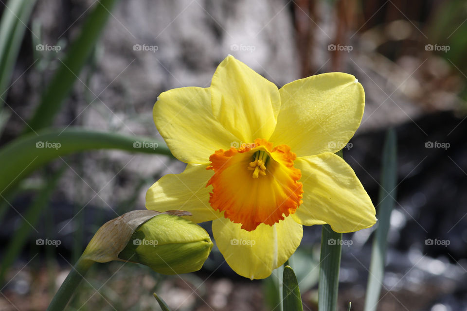 Yellow daffodil in Spring 