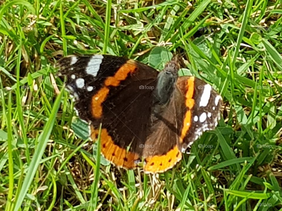 Butterfly perching on grass