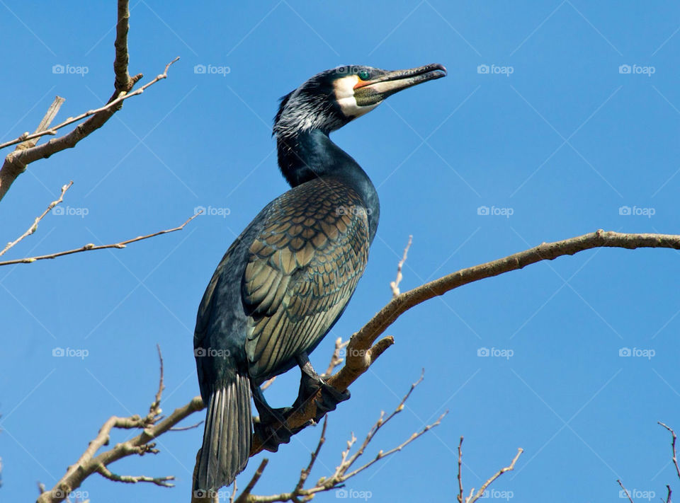 Cormorant