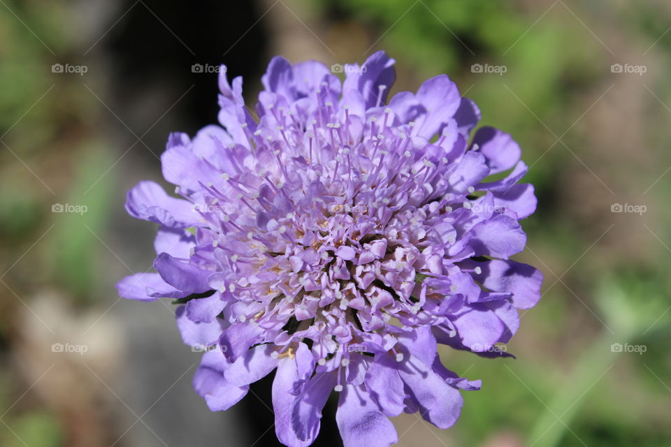 Close-up of purple flower