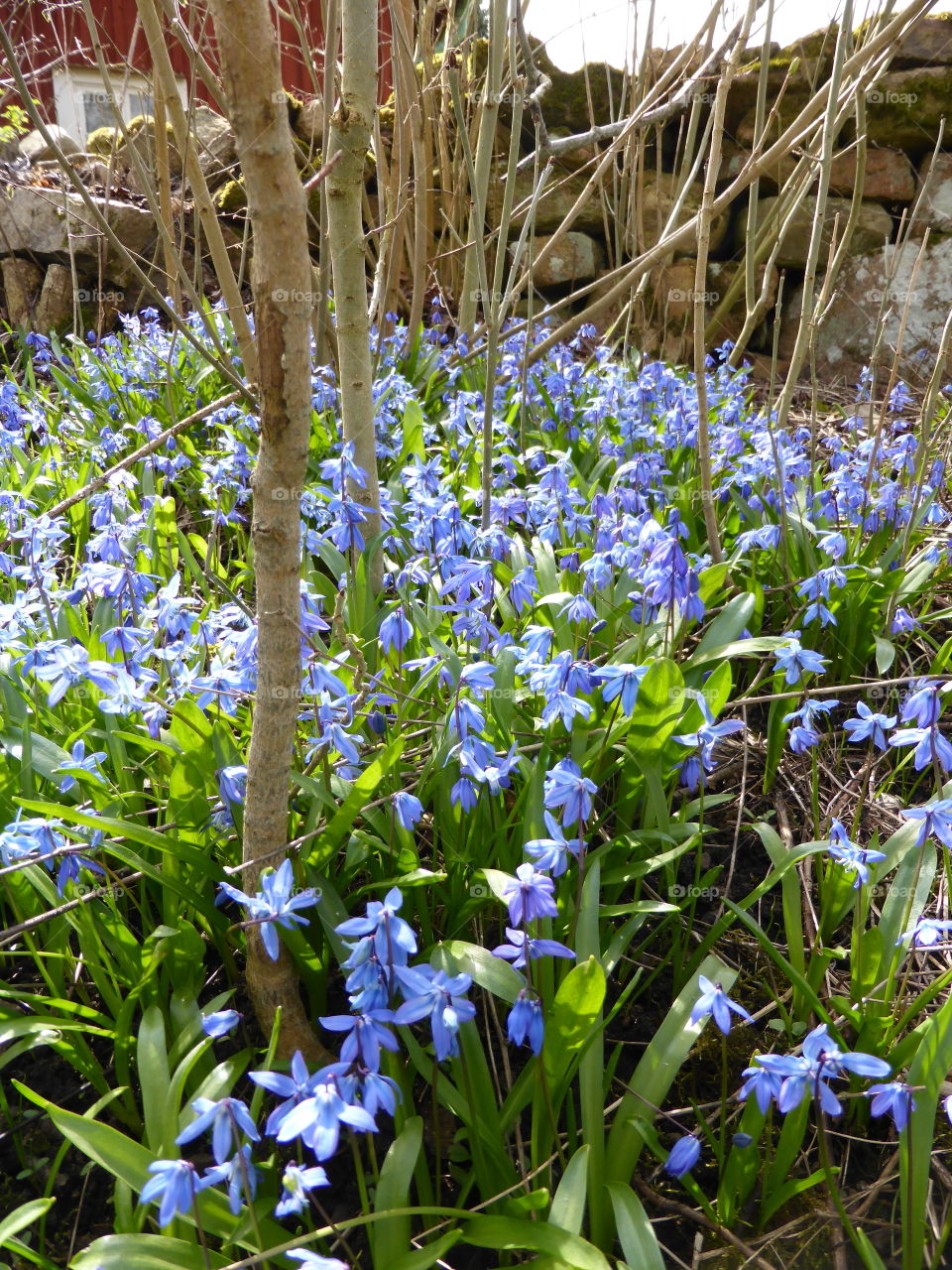 Blue scilla