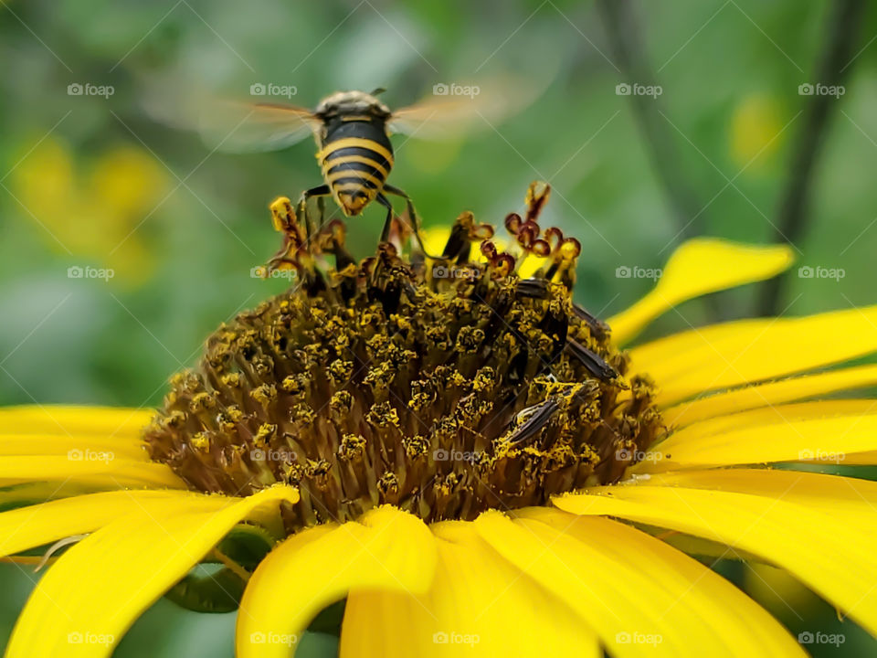 Mexican honey wasp flying off from North American common sunflower.  The Mexican honey wasp is the only other insect other than the honeybee, that actually gathers honey.