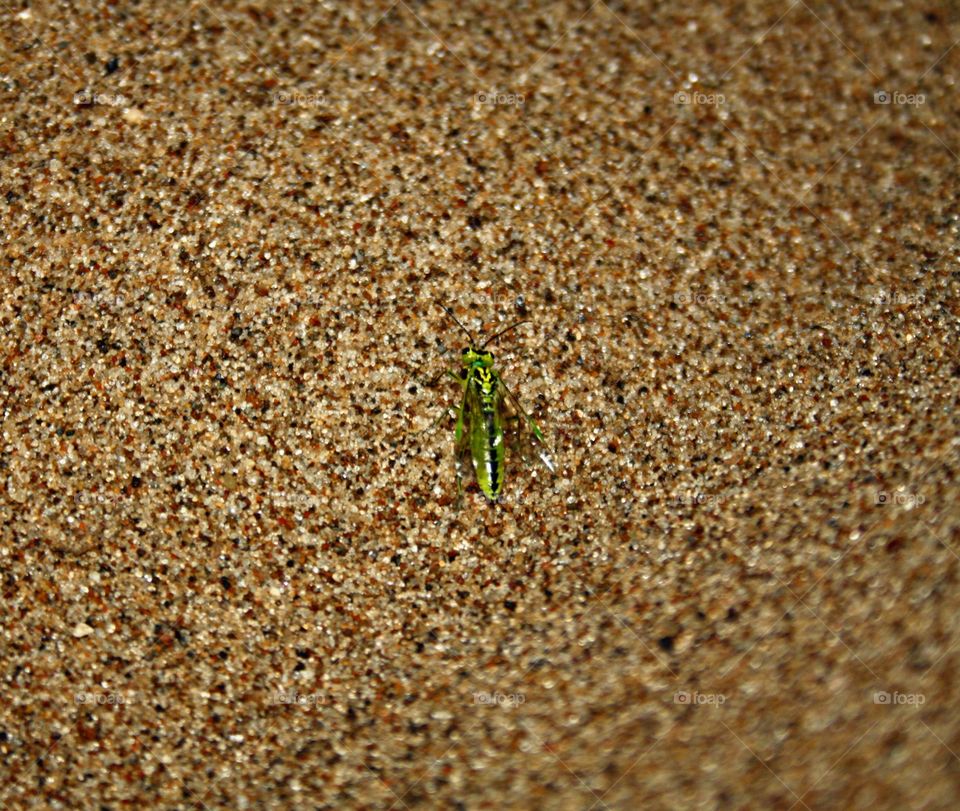 Beetle in the sand