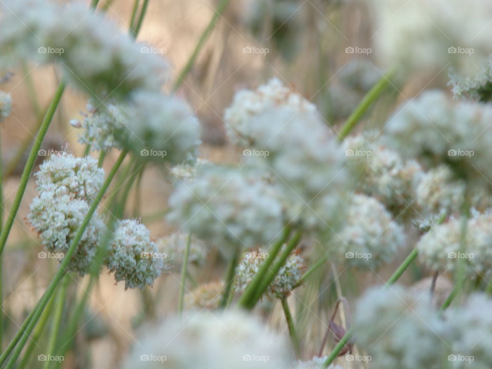 Field of flowers 