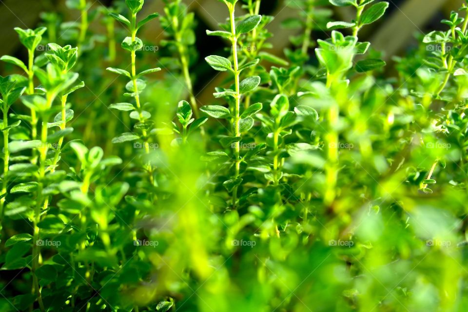 Oregano ... In my organic garden 