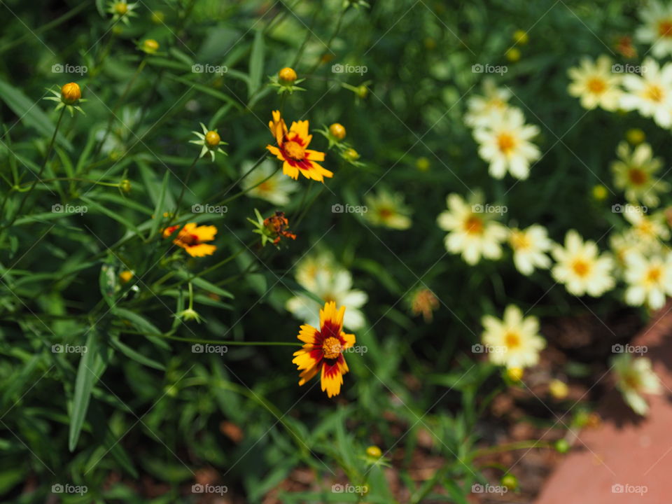 Wildflower s with yellow