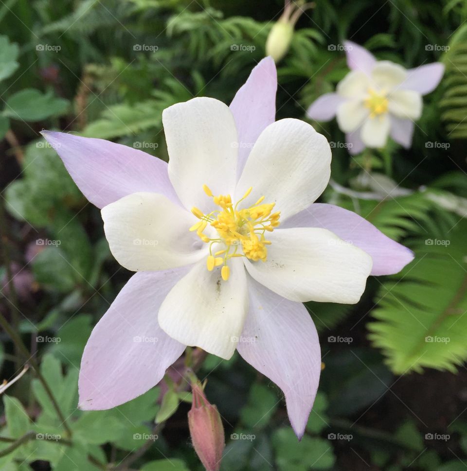 White Columbine 