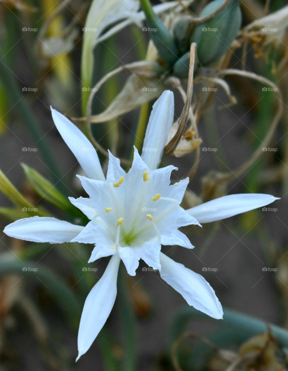 sea lily