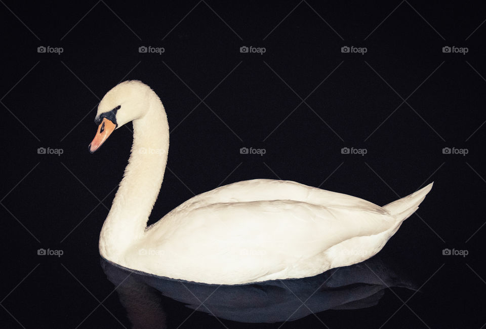 Swan on the river