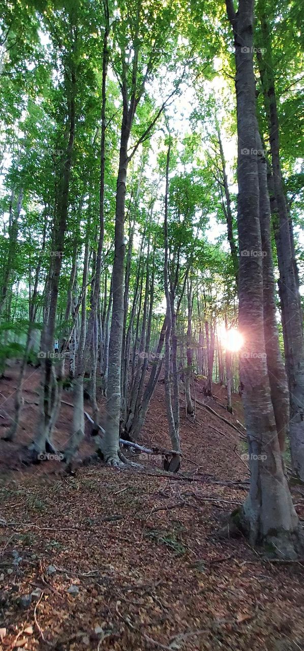 sunrise at the forest