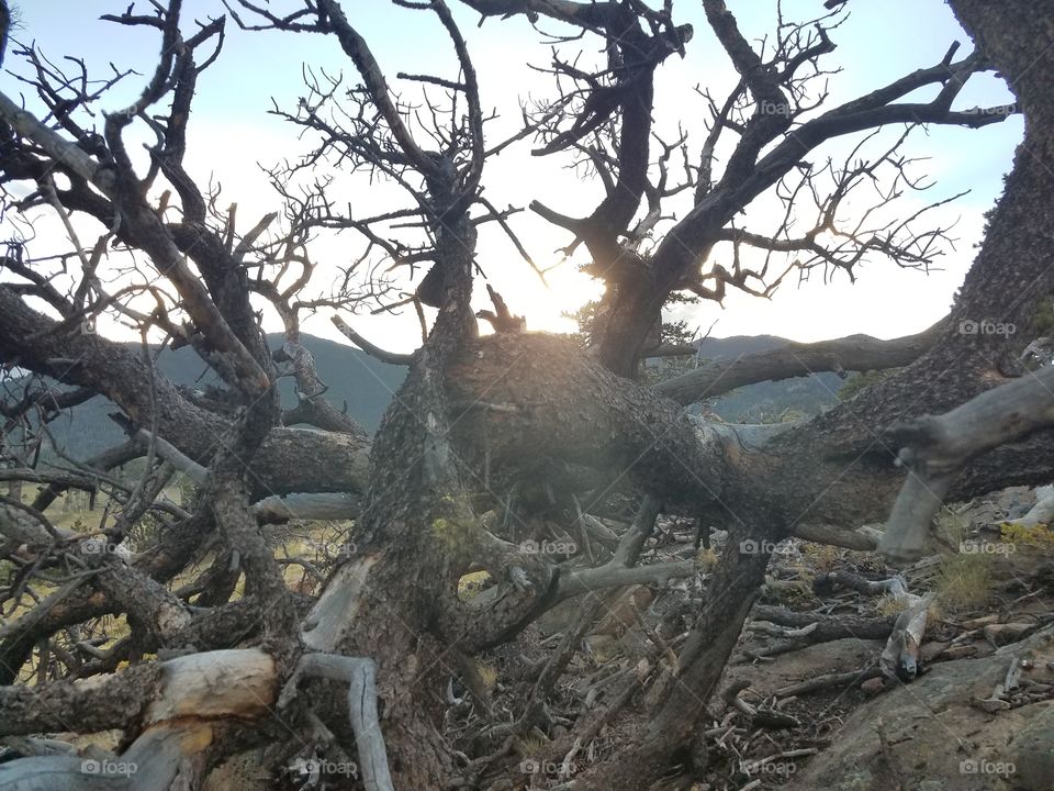 Colorado Sun tree