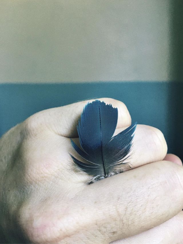 Pequena pena azul