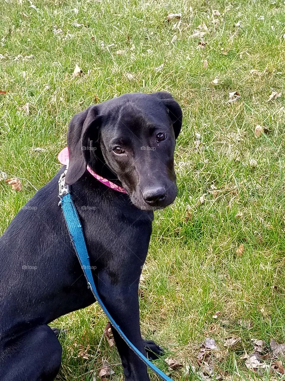 black Labrador puppy