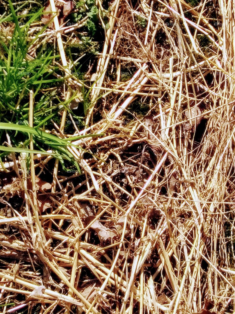 dry dead grass next to green grass