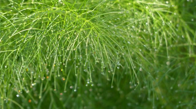 Rain drops on a green fennel plant