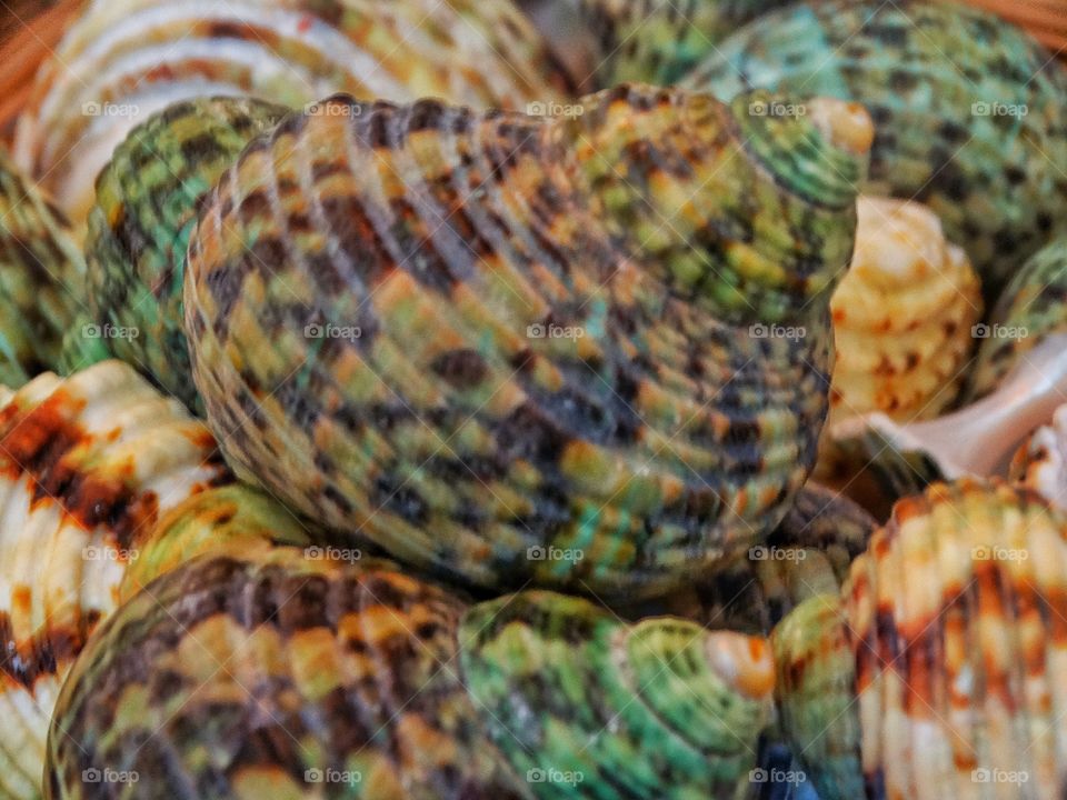 Sea Shells