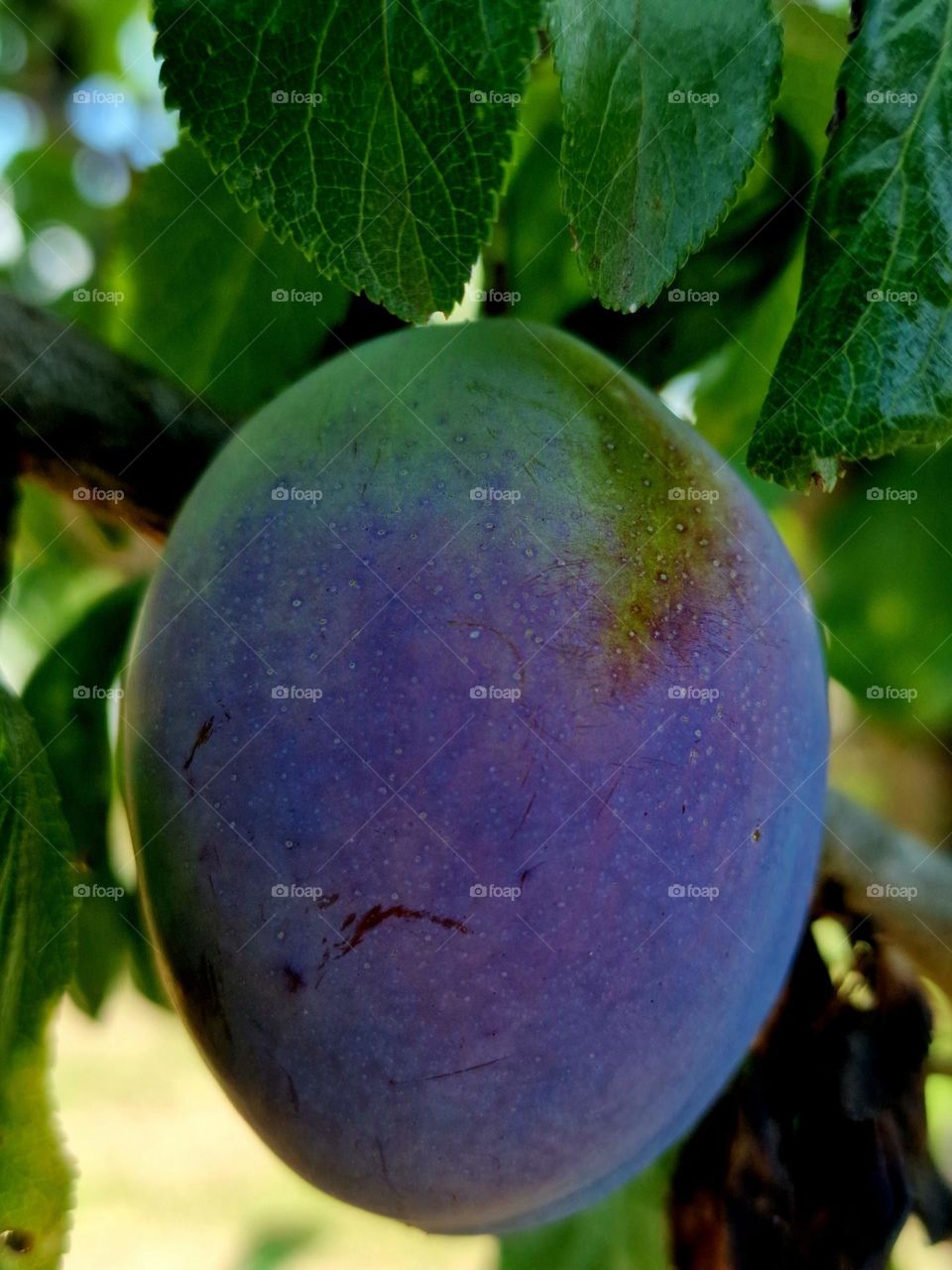 bio plum