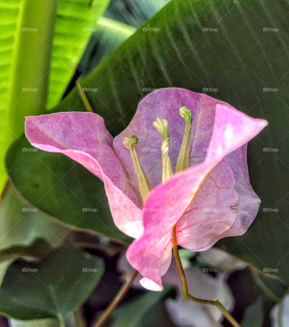 Graceful Bougainvillea 