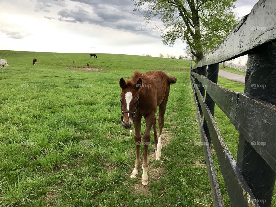 Foal in Lexington, KY