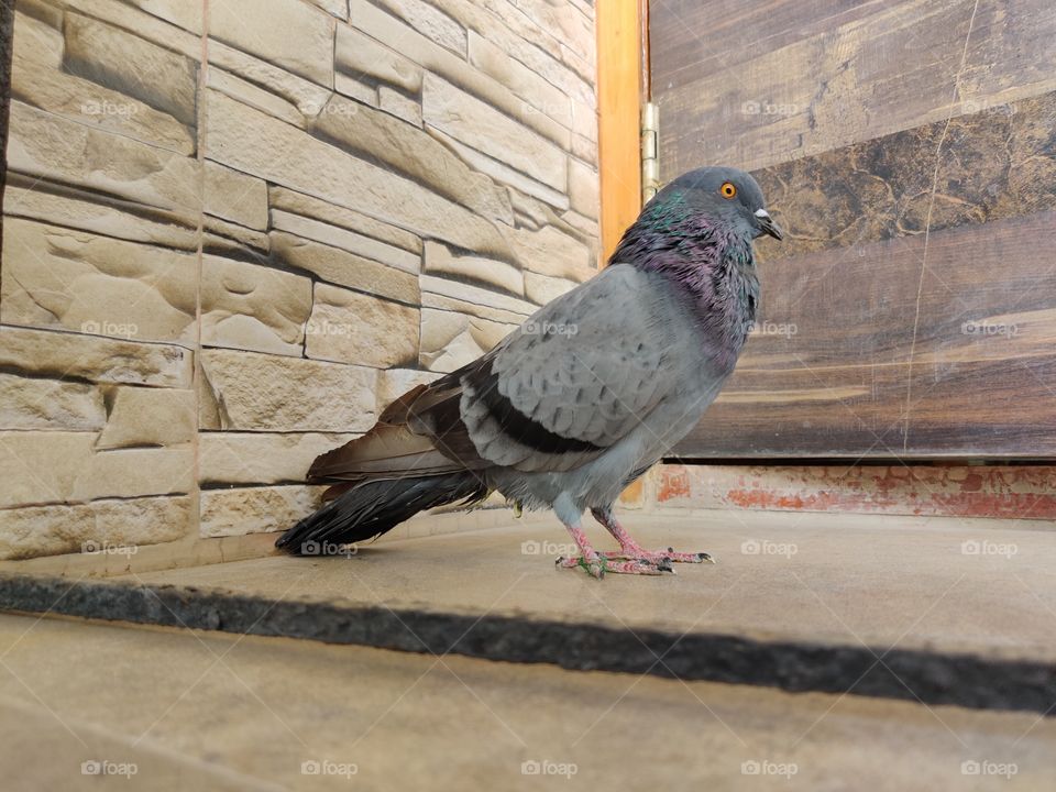 pigeon