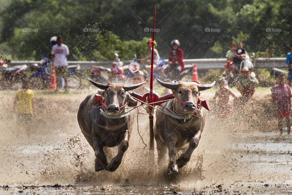 Buffalo racing Thailand