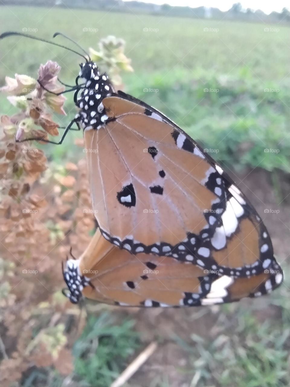 s*x of butterflys