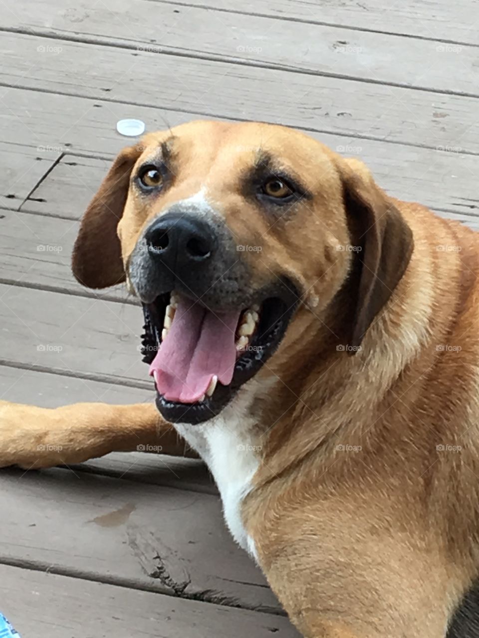 Gentle giant lovable Jake