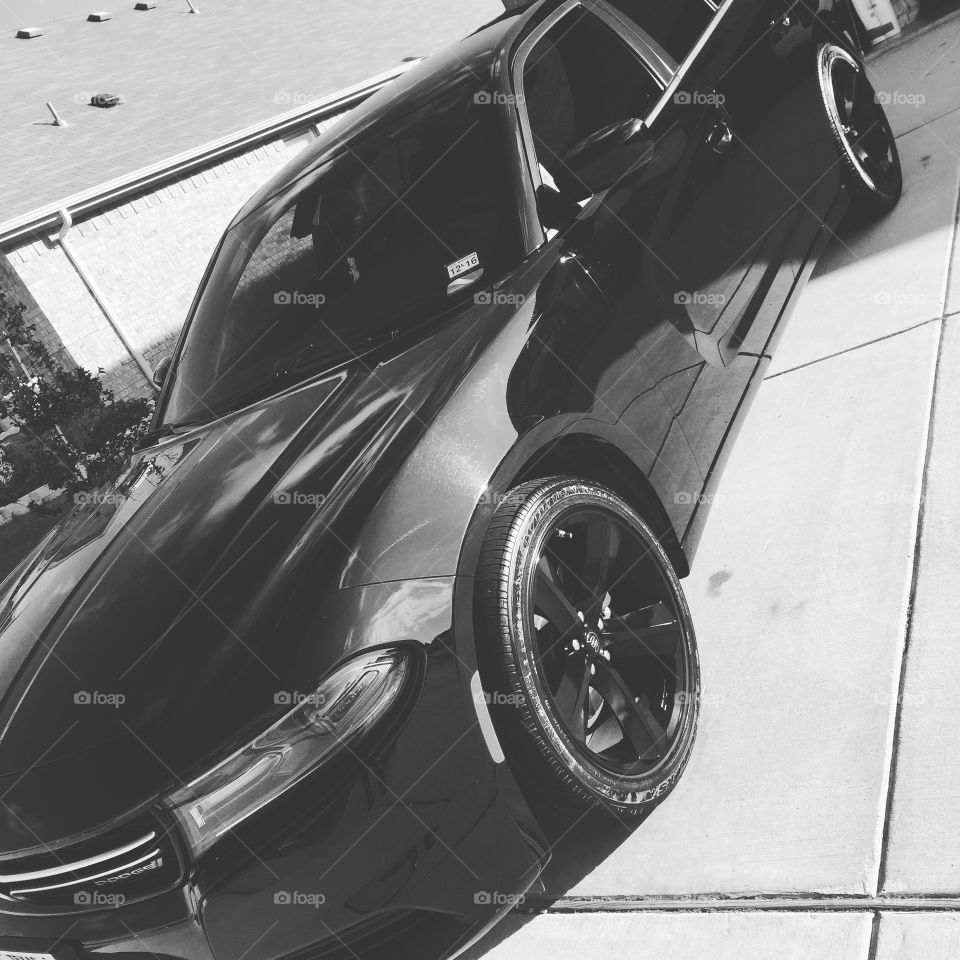 Panther crawling down