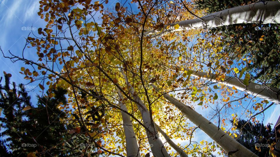 Low angle view of tree trunk