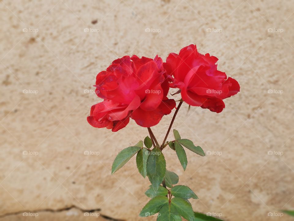 a couple of red roses blooming together