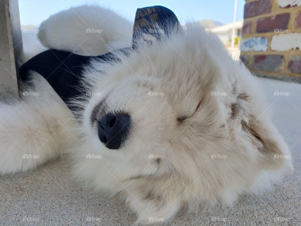 samoyed puppy sleeping