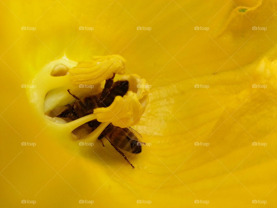 bee on flower  yellow