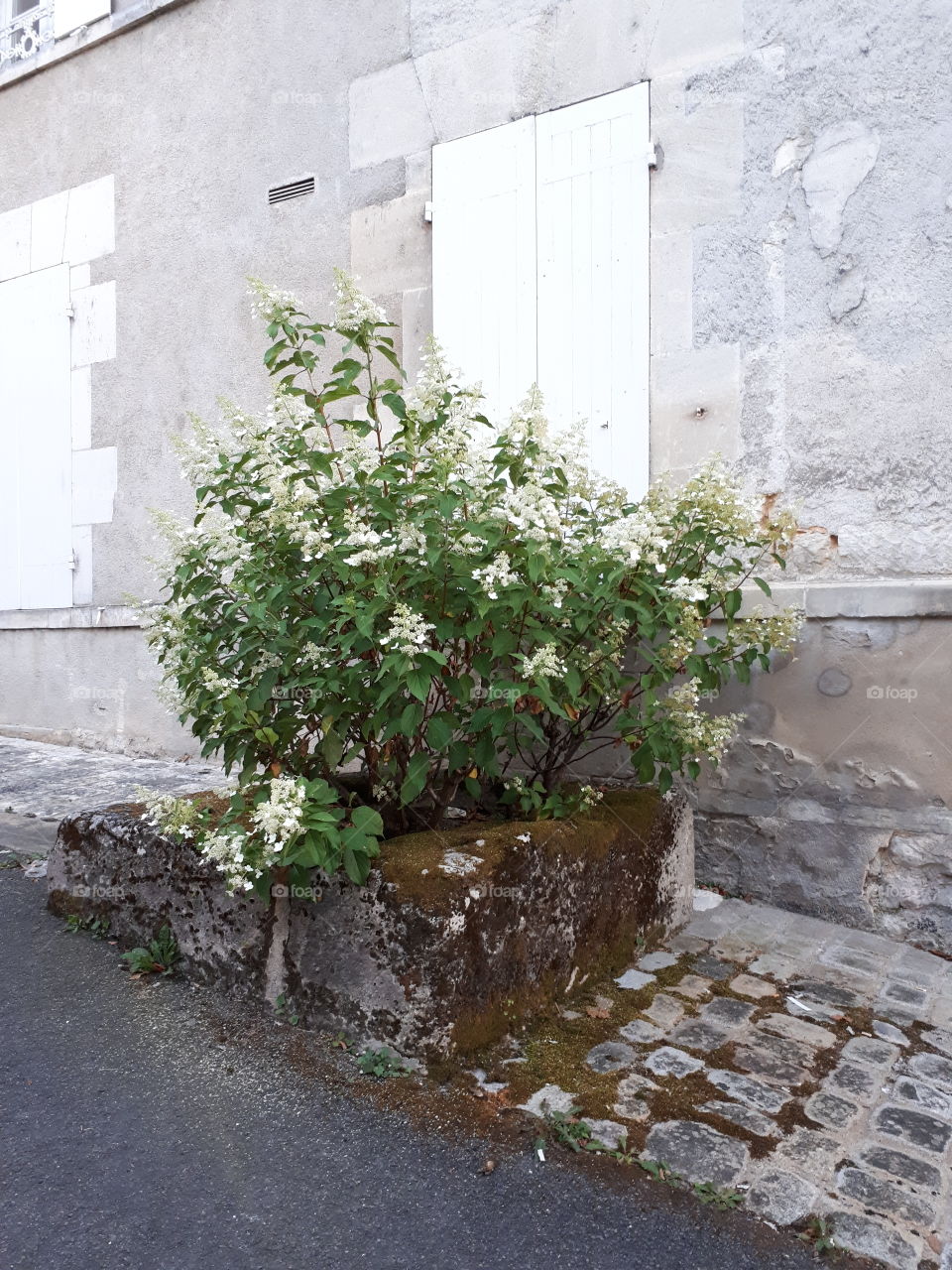 Green bush near white old wall