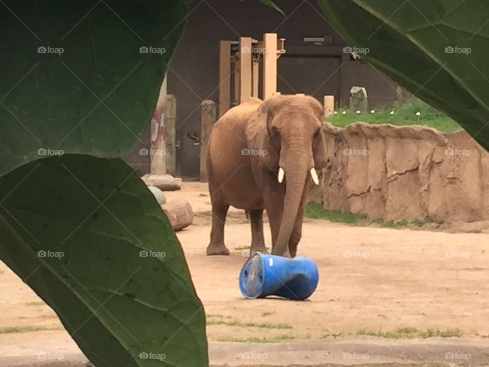 Elephant
Seneca park zoo 
