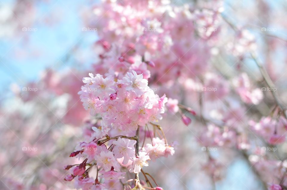 cherry blossoms