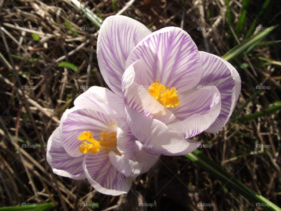 Lovley spring  flower