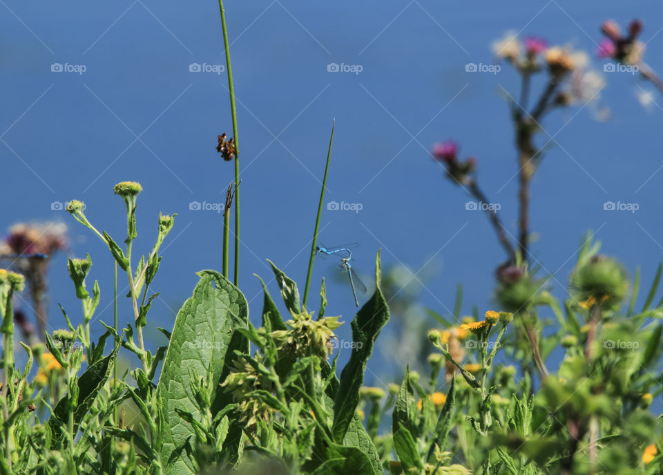 le petit monde des insectes