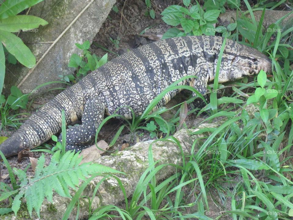 lagarto fugindo