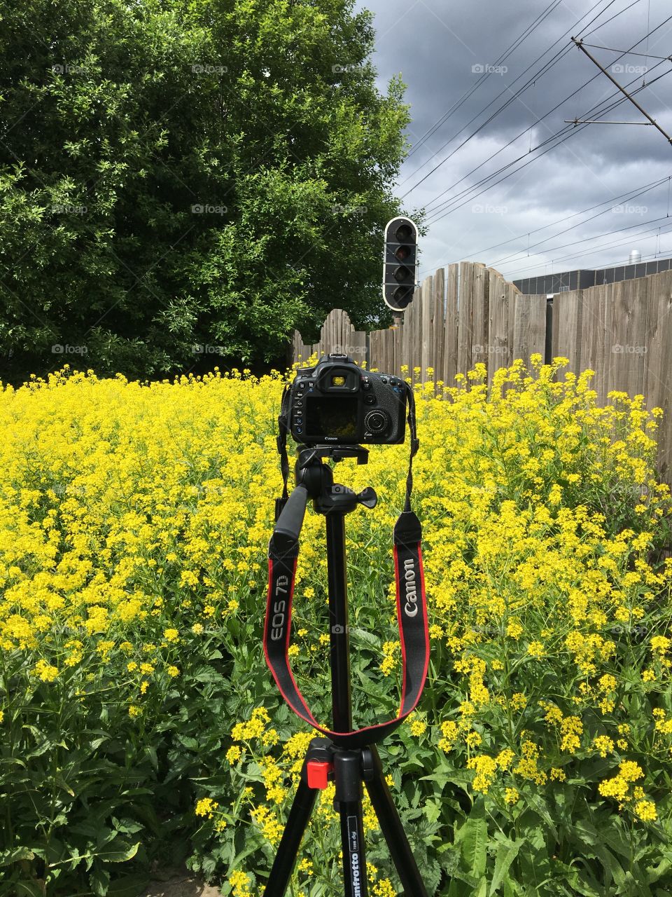 Shooting with the photo camera of rapeseed flower