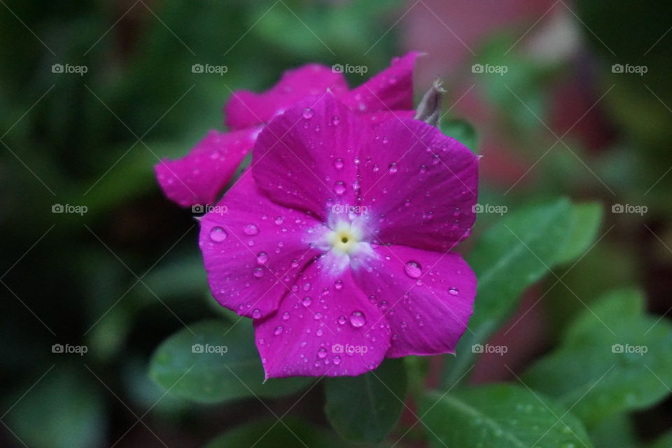 Raindrops and flower