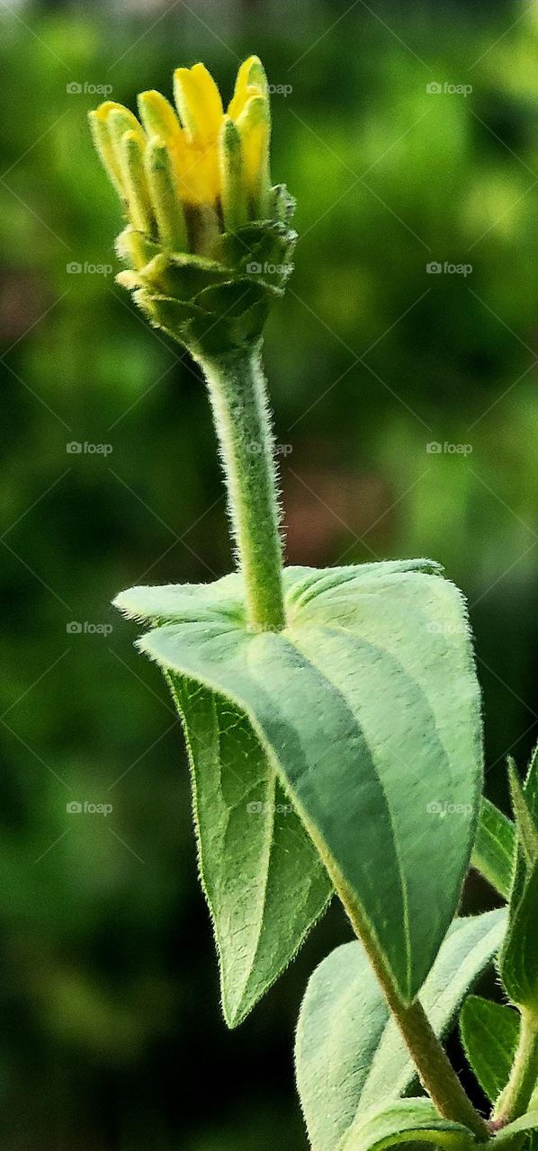 flowers that have not yet fully opened