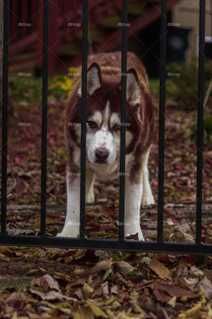 husky behind a gate
