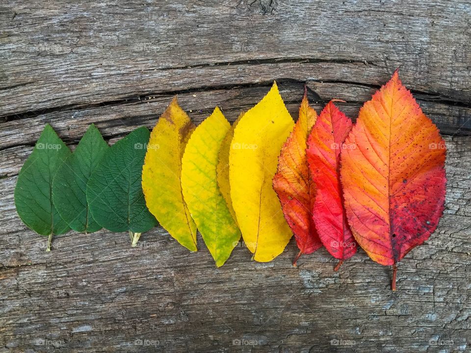 Color gradients of autumn leaves on wooden table 