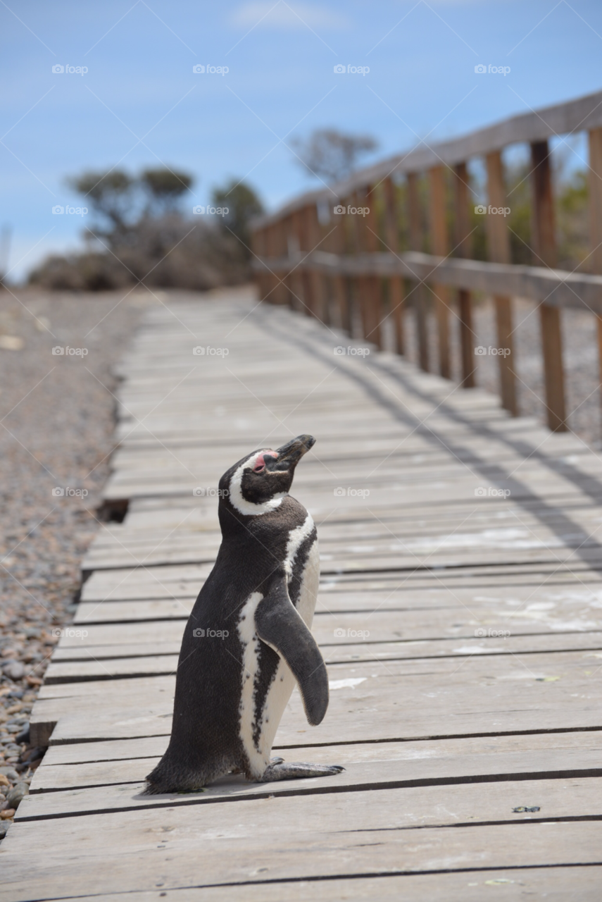 Side view of a magellan penguin